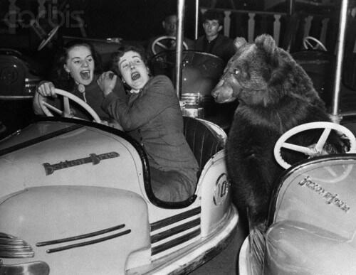Ő is szereti a vidámparkot – dodzsemező medve, 1954